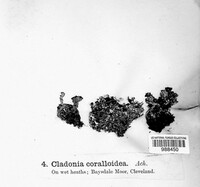 Image of Cladonia coralloidea